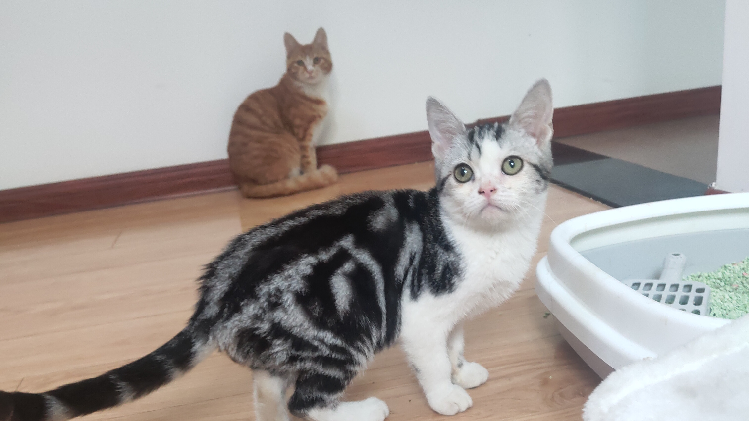 今日份撸猫视频(依然在打架)